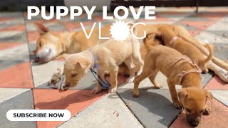 One puppy dog is missing & I tried looking everywhere 😞🥺 | Weeks in my life