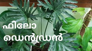 Philodendron- Beautiful Indoor Plant