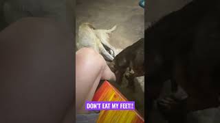 “Don’t bite me dawg!!!” #dogs #dogshorts #feet