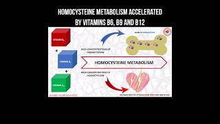 Homocysteine metabolism accelerated by vitamins B6, B9 and B12 #vitaminb12 #vitaminb9 #vitaminb6