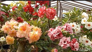 ROSAS DO DESERTO NATURAIS DE SEMENTES😍 RESULTADO DAS MINHAS POLINIZAÇÕES