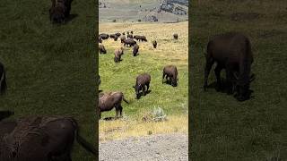 Free Buffalo roaming in Yellowstone