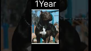 Pitbull Dog #Life Journey #Shorts Videos #Short