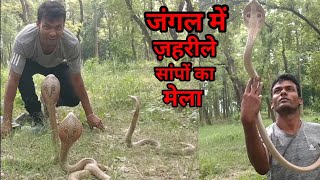 रात भर में, 12 से 15 सांप पकड़ा गया। जिसमें: Cobra : Wolf Snake और Common Kukri snake खौफनाक वीडियो।