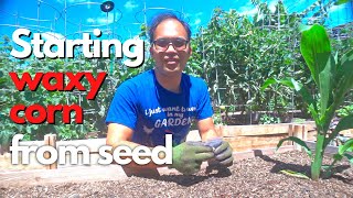 How to start waxy/glutinous corn from seeds! || Growing waxy/glutinous corn (Part 1/3)