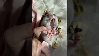 Mouse eating a bow tie | Funny video | Just for entertainment.