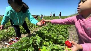 Strawberry Picking