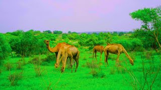 Beauty Of Tharparkar Desert