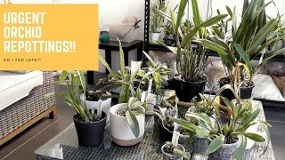 Choosing which Orchids need Repotting