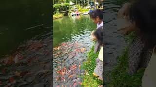 ikan di @taman botani sukorambi