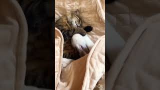 Cute cat #shorts #yotubeshorts