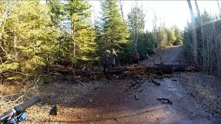 Big Tree Across The Trail. Surly Moonlander Fat Bike.