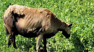 American Blackbelly Sheep losing Hair