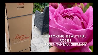 Unboxing Beautiful Roses, Rosen Tantau, Germany