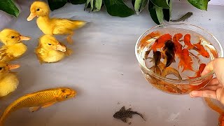 Baby Ducks Ducklings Swordtail Goldfish Suckermouth Catfish Koi Carp Oscar Fish Cute animals Videos