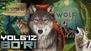 THE WOLF // YOLGʻIZ BOʻRI // UZBEKCHA LETSPLAY MATRITSA #1