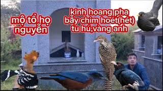 kinh hoàng pha bẫy chim hoét (hét),bẻo,vàng anh,tu hú bằng nhựa thẻ/độc lạ sầm sơn-HD