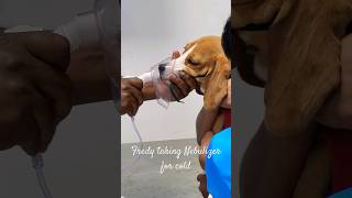 Beagle puppy taking Nebulizer for Cold|Fredy baby|#Shorts