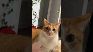 cat going crazy