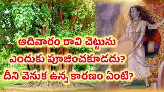 ఆదివారం రావి చెట్టును ఎందుకు పూజించకూడదు? దీని వెనుక ఉన్న కారణం ఏంటి?