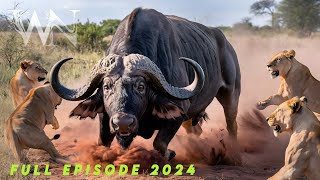 WILD SAVANNAH | Stories of Africa’s Fiercest Predators | Animal documentary