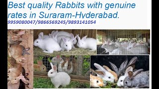 Best quality Rabbits in Hyderabad-Suraram-genuine price