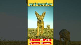 भूखे सियारो ने किया चीता पर हमला #animals #wildanimal #shortsviral