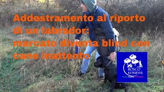 Addestramento al riporto di un labrador: marcato che diventa blind perchè il cane non è attento