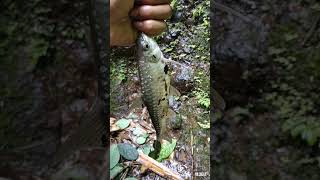 mancing ikan mahseer lempon