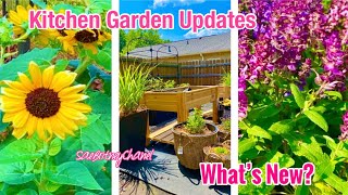 KITCHEN GARDEN UPDATES | WHAT’S NEW IN MY GARDEN