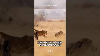 Lion vs Warthogs: The Thrilling Hunt of the Savannah