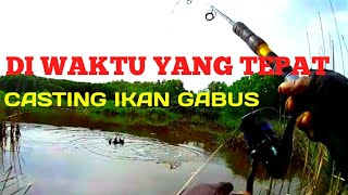 WAKTU YANG TEPAT CASTING IKAN GABUS/HARUAN