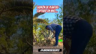 Cuidado! Ladrón de plantas captado en vivo #plantas #ladronplantil #plants #jardin