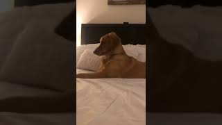 Going Crazy, Funny Dog