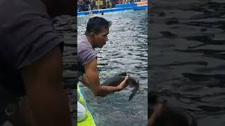 Berenang di Obyek wisata Cibulan bareng Ikan dewa