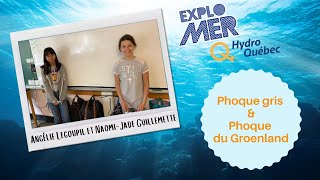 Le  Phoque gris et le Phoque du Groenland par Noémie-Jade et Angélie