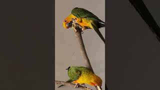 Sunconure's beak is stronger #cockatielqueen #sunconure #birds #parrot #pets #cute #parrottalking