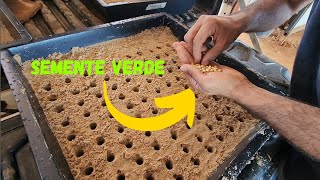 teste de germinação semente de soja