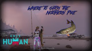 Where to find Northern Pike in Once Human