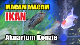 MACAM MACAM IKAN DI AKUARIUM KENZIE