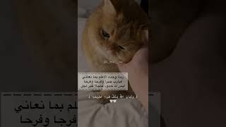 ربنا وحده الاعلم بما نعاني ، فيارب جبرا وفرجا وفرحا ليس له حدود عاجلا غير آجل #قرآن #اسلام_صبحي #قطة