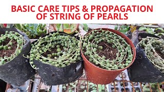 STRING OF PEARLS| HOW NOT TO KILL YOUR SUCCULENTS