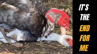 Duck farming : Muscovy duck mating