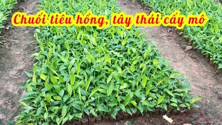 Chuối cấy mô đều đẹp, chuẩn chất lượng, cây trồng kinh tế ngắn ngày // 0839.64.8888