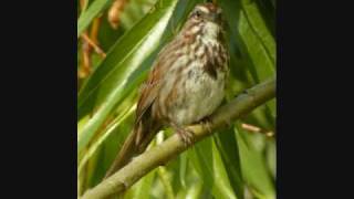 Song Sparrow