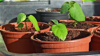 Feigenbaum Sämlinge pikieren | Feigenbaum aus Samen - Update Feigenbäume Ficus carica