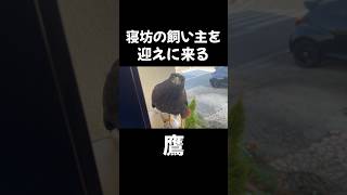 寝坊の飼い主を迎えに来る鷹！ハリスホーク #harrishawk #鷹匠 #鷹狩り #猛禽類 #可愛いペット #鳥好き