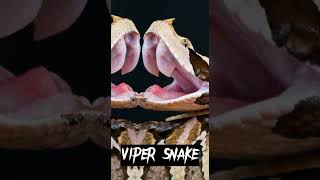 Top Dangerous Snake in the world 🌎#shortvideo #trendingshorts #viralshort