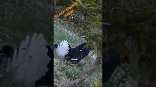 Black grouse´s parade / Parade de tétra lyre #nature #wildlife #suisse #tétra #grouse