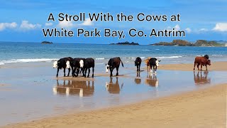 A Stroll with the Cows at White Park Bay, Co. Antrim, Northern Ireland